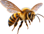 Honeybee
