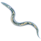 C. elegans worm