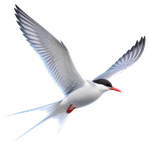 Arctic tern in flight